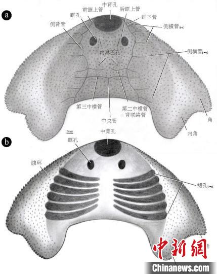 中国科学家指导2022年度大学生“科创计划”入选(图2)