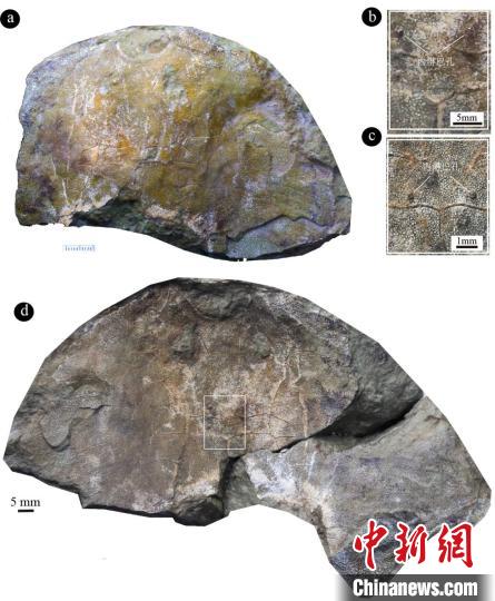 中国科学家指导2022年度大学生“科创计划”入选(图3)