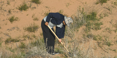 中国农科院草原所鄂尔多斯试验站科研人员沙地苜蓿生产调查(图2)