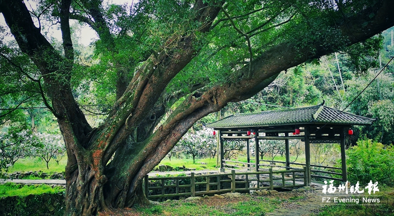 福州守护“绿量”留乡愁 41处古树微公园打造乡村新地标