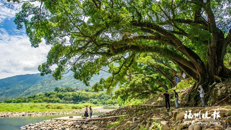 福州守护“绿量”留乡愁 41处古树微公园打造乡村新地标(图5)