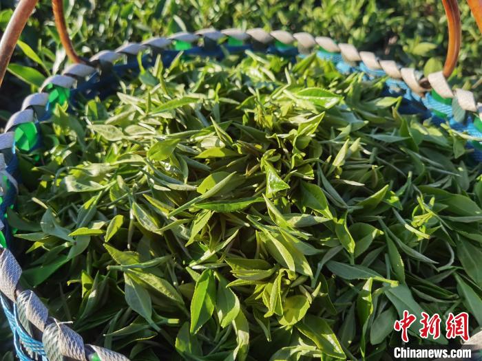 福建宁德:白露茶中知秋味新采的茶青