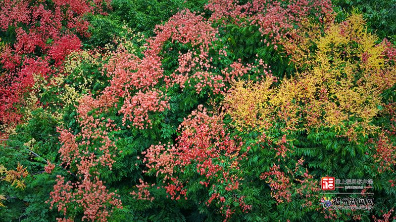 福州：栾树花开满城秋(图2)