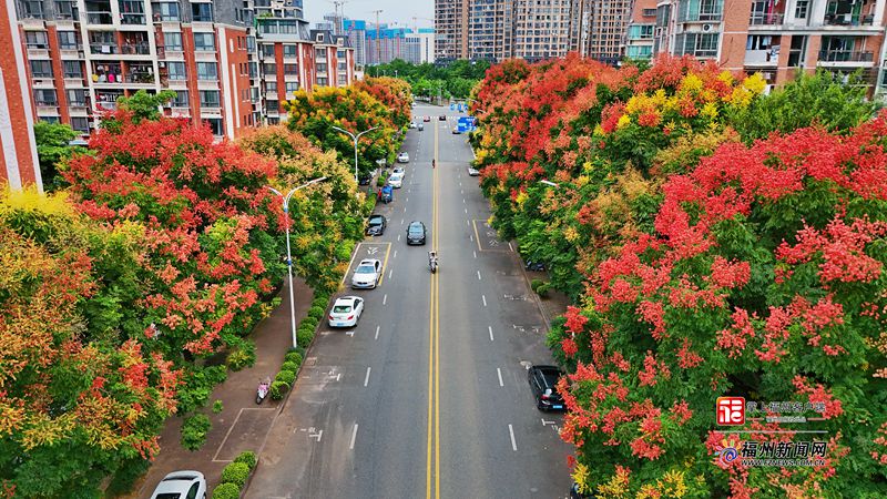 福州：栾树花开满城秋(图5)