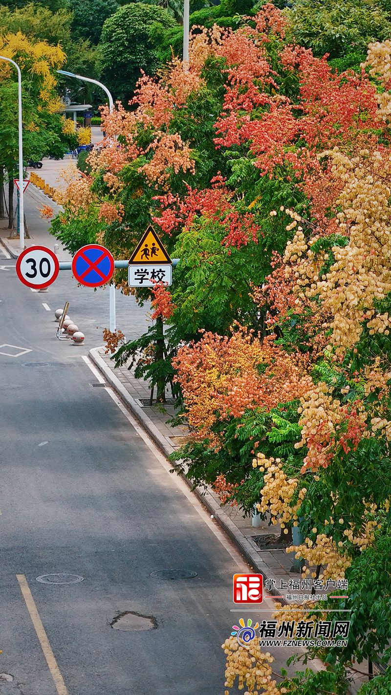 福州：栾树花开满城秋(图6)