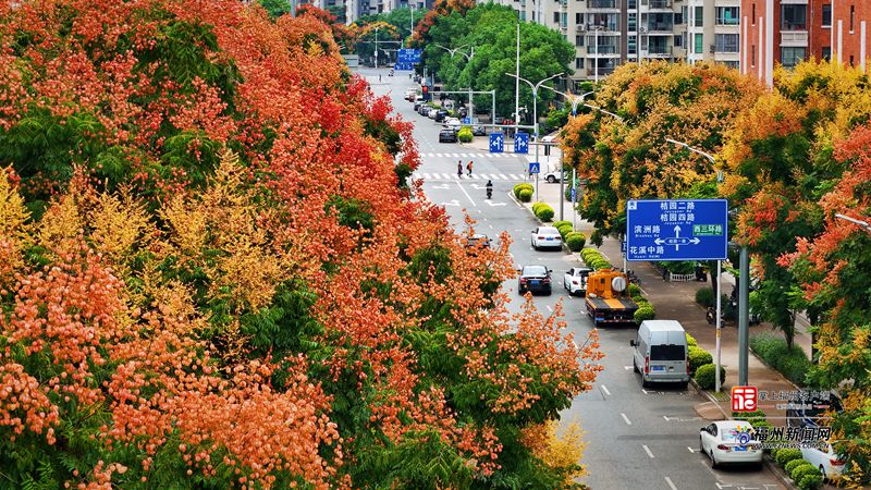 福州：栾树花开满城秋(图7)