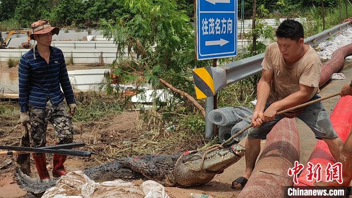 广东茂名捕回59条鳄鱼，搜捕范围扩至5公里
