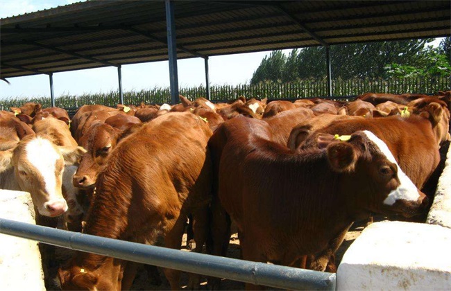 贵州关岭：壮大肉牛养殖，延伸产业链