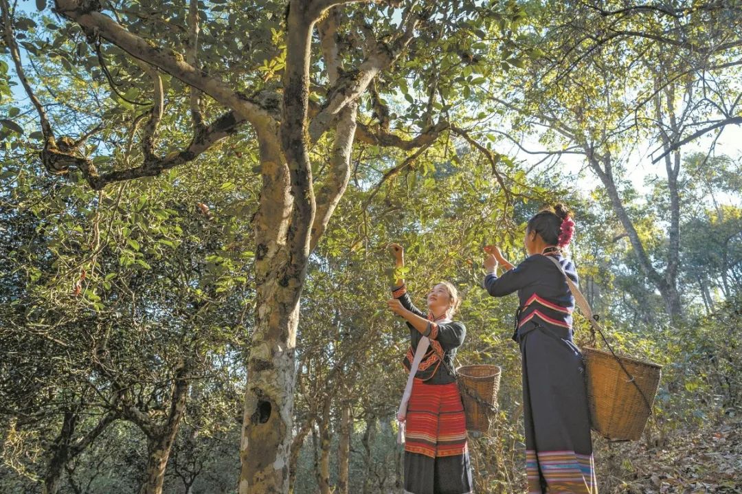 普洱景迈山古茶林世界遗产中首例茶文化景观