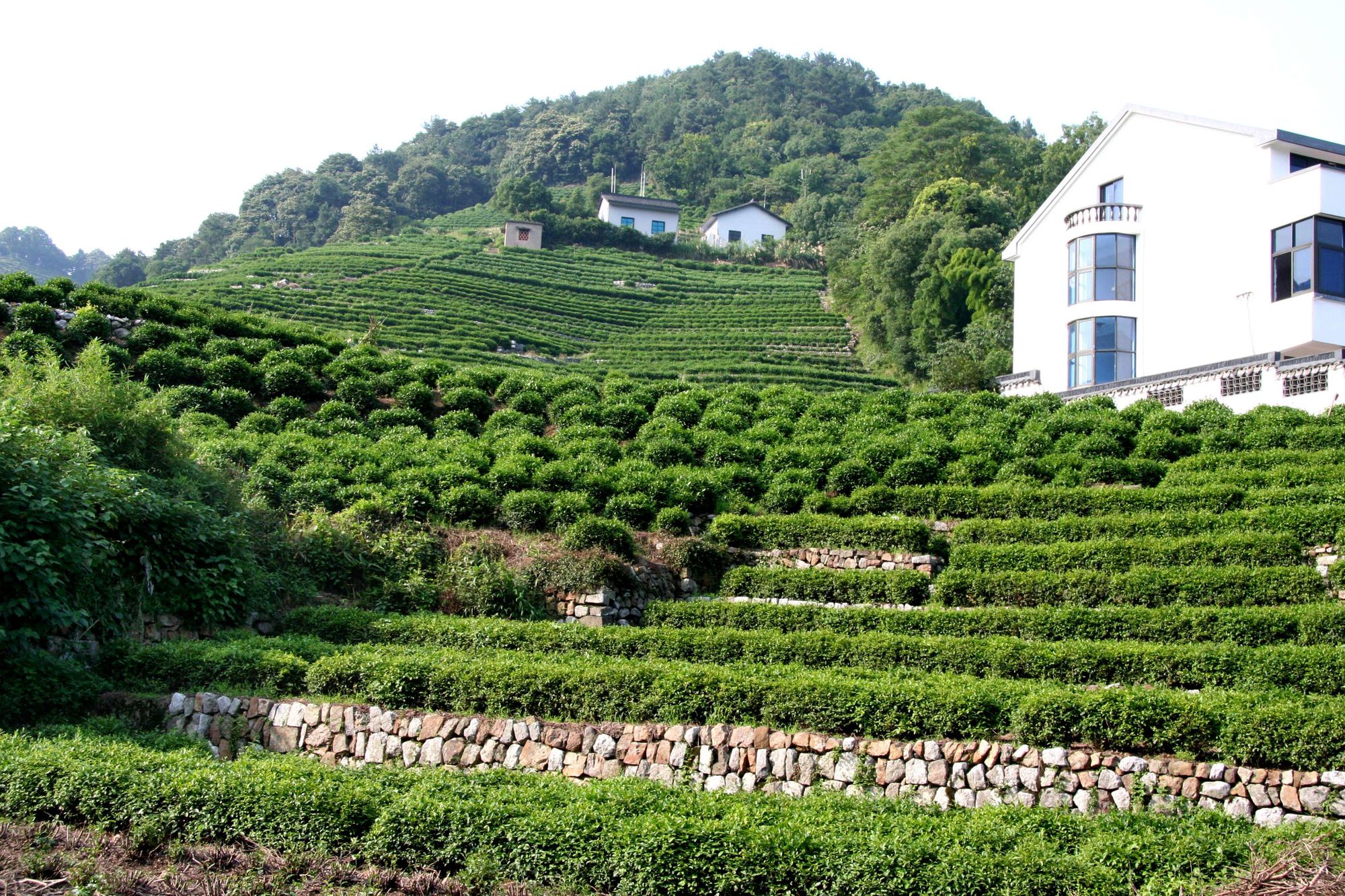 普洱景迈山古茶林世界遗产中首例茶文化景观(图2)