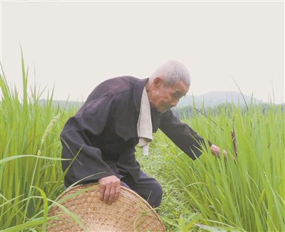 潘锦华：种了一辈子田，我怎么也错不了(图1)