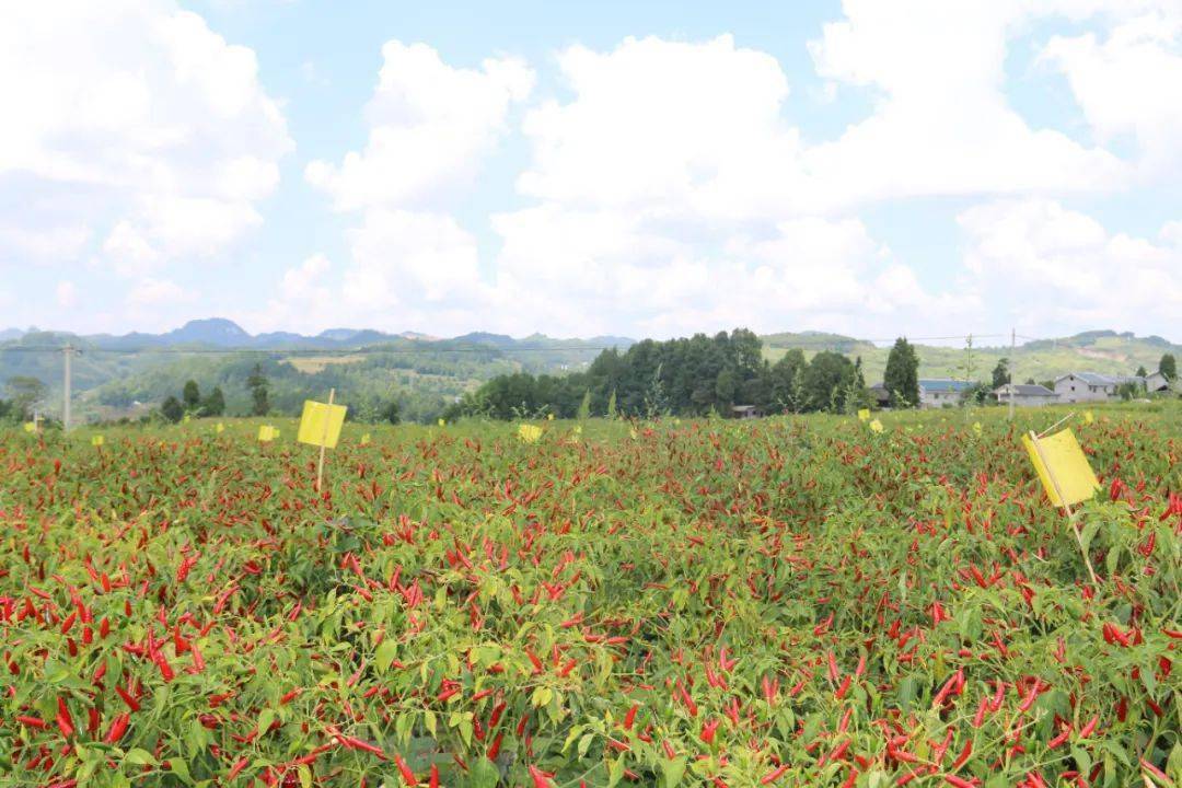 中国辣椒年产量稳居世界第一种植范围覆盖全国28省(图1)