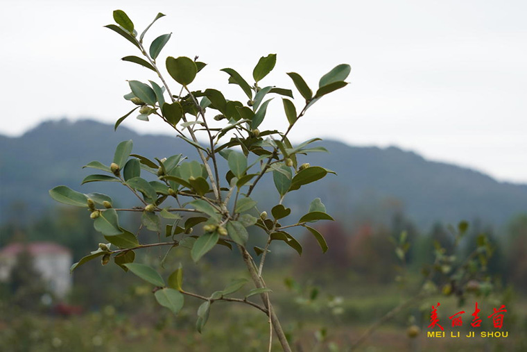 引种油茶，荒山变成花果山(图1)