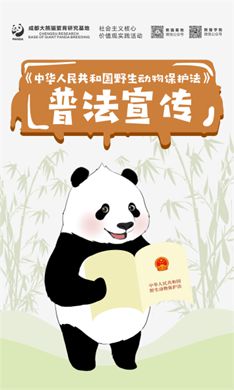 虚拟形象大使熊猫“小蜀”亮相网络普法“川味”十足(图2)