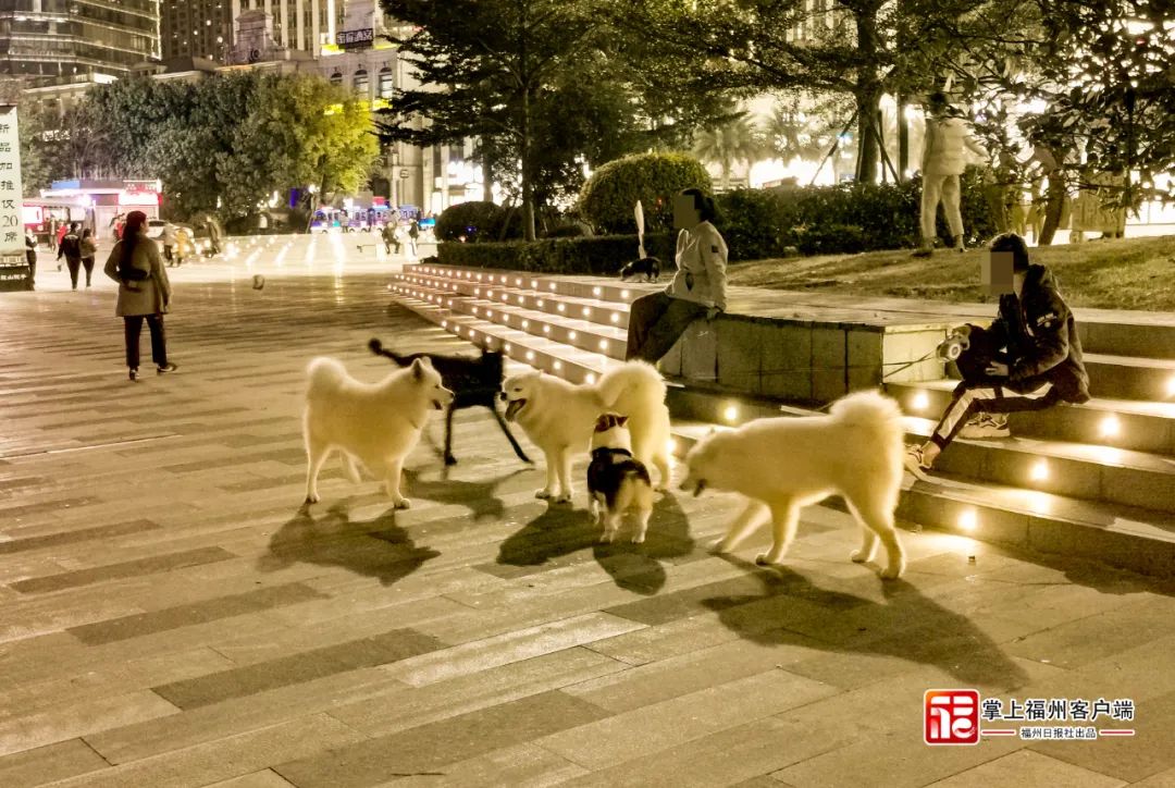 追新看点｜恶犬伤人频发，这些救命知识一定要知道(图3)