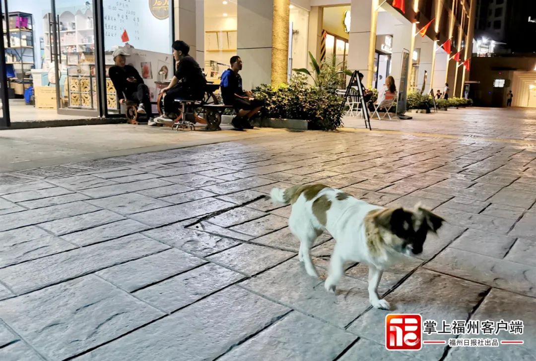 追新看点｜恶犬伤人频发，这些救命知识一定要知道(图4)