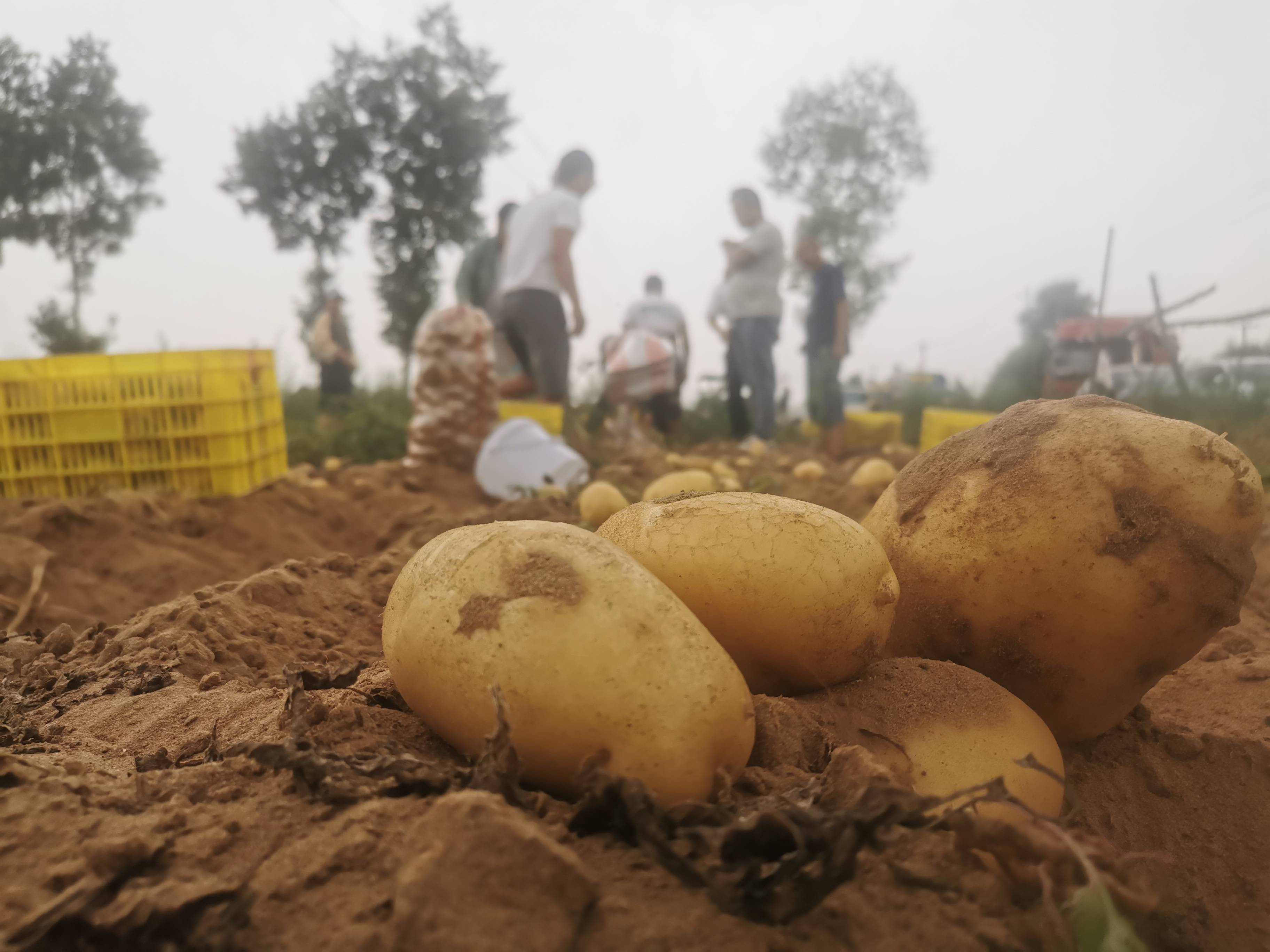 以“薯”为媒对话世界第十三届中国国际薯业博览会(图1)