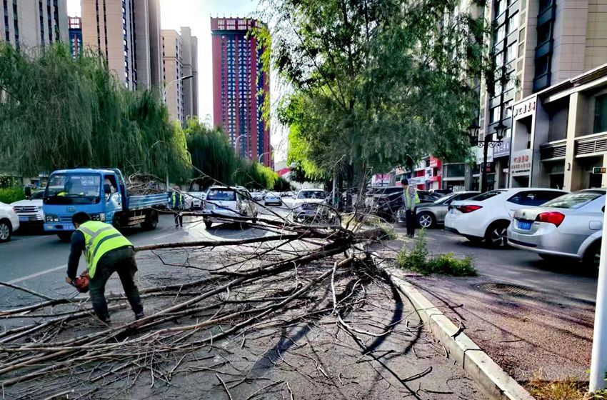 吉林市昌邑区万达周边街路树木垂枝长枯枝(图3)