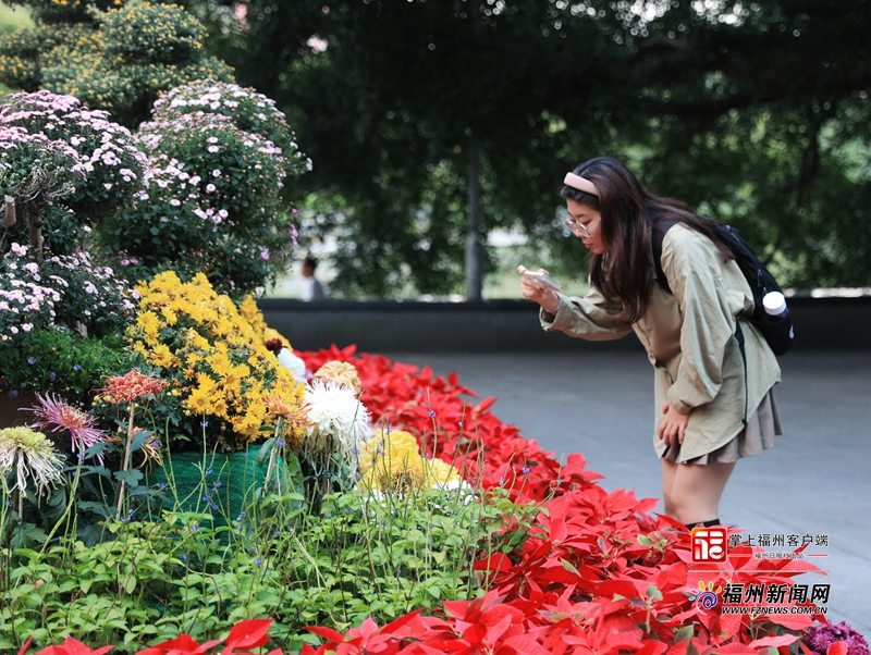 近8年规模最大！福州西湖菊展3日开启(图10)