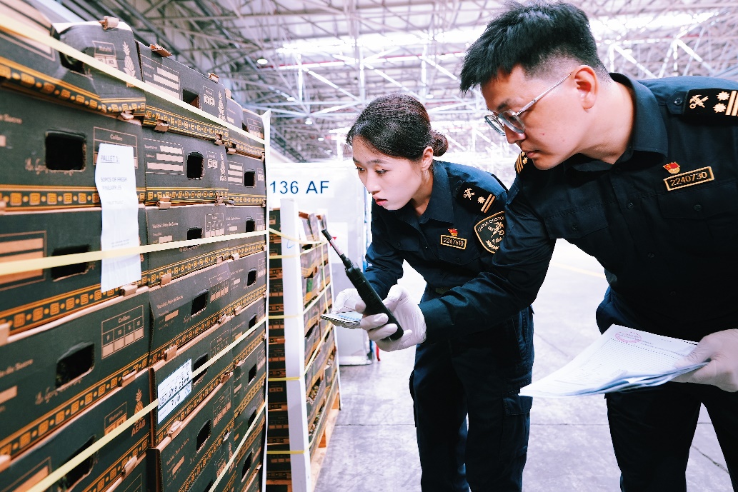 上海海关首批1吨贝宁菠萝即将亮相中国国际进口博览会
