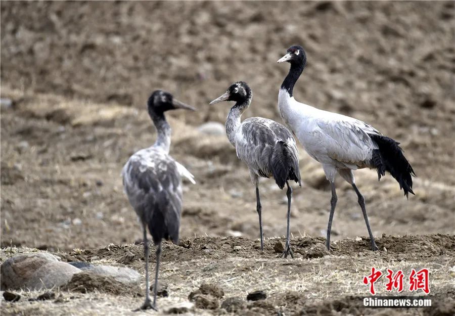 守护西藏雪域高原，为何惠及世界？——中国藏学研究所副研究员被誉为“世界屋脊”(图3)