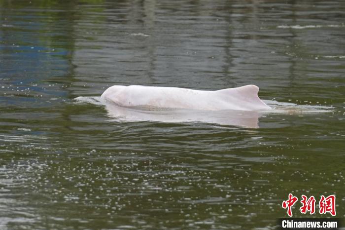 广州内河道现“水中大熊猫”中华白海豚现身(图1)