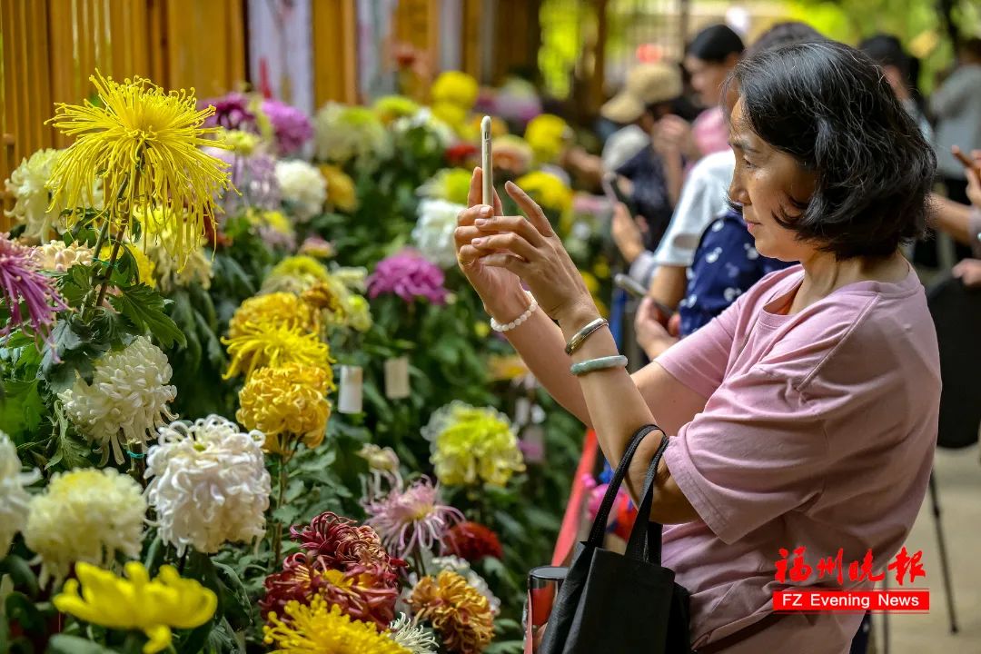 美美美！西湖左海4万盆菊花盛开！攻略收好……(图2)