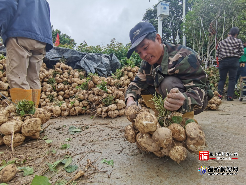 闽侯小箬乡大坂村30亩白地瓜进入丰收期(图4)