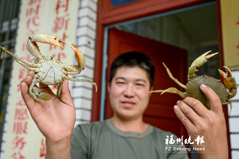 连江马鼻镇浮曦村水上建立农林牧场:密密红树林 十万大红蟳(图1)