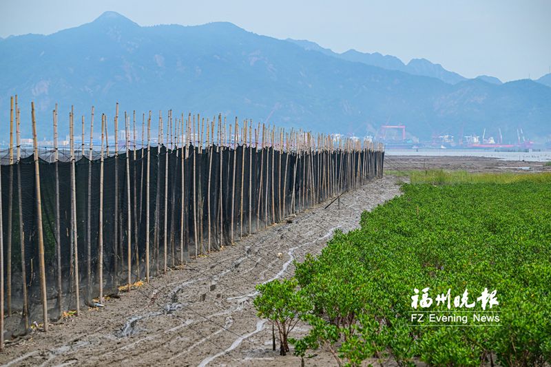 连江马鼻镇浮曦村水上建立农林牧场:密密红树林 十万大红蟳(图4)