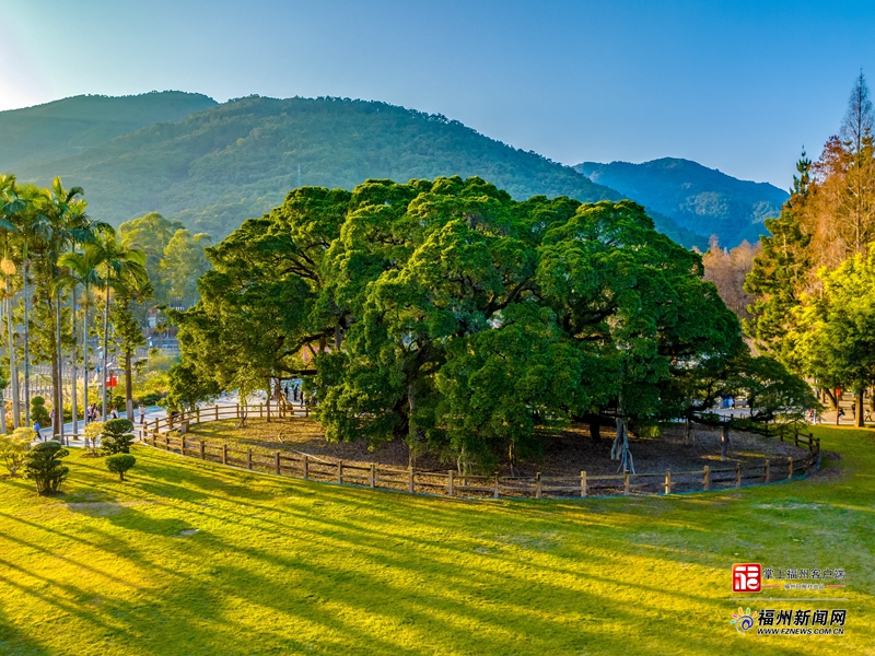 追新看点｜福州竟有这么多百岁、千岁的“活文物”！你知道几个?(图6)