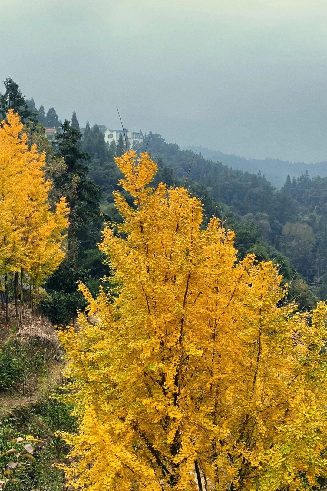 黄了！福州鼓岭已达颜值高峰！(图11)