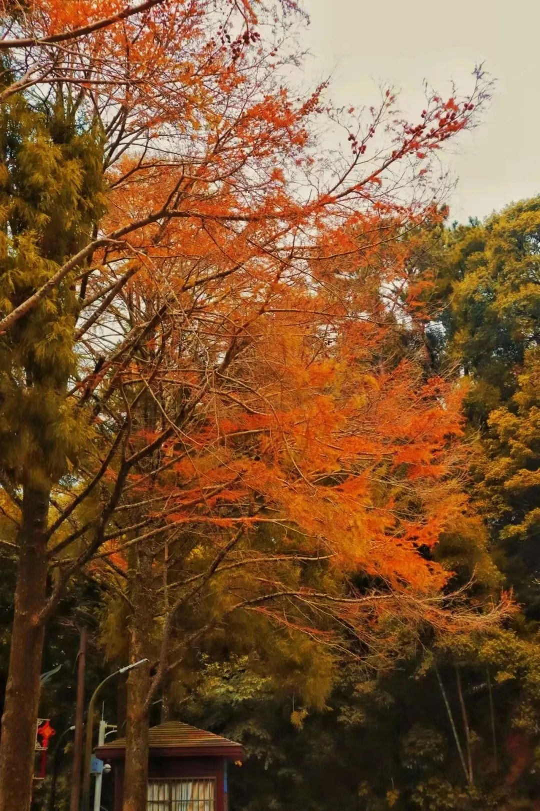 快看！鼓山“来信”了！(图3)