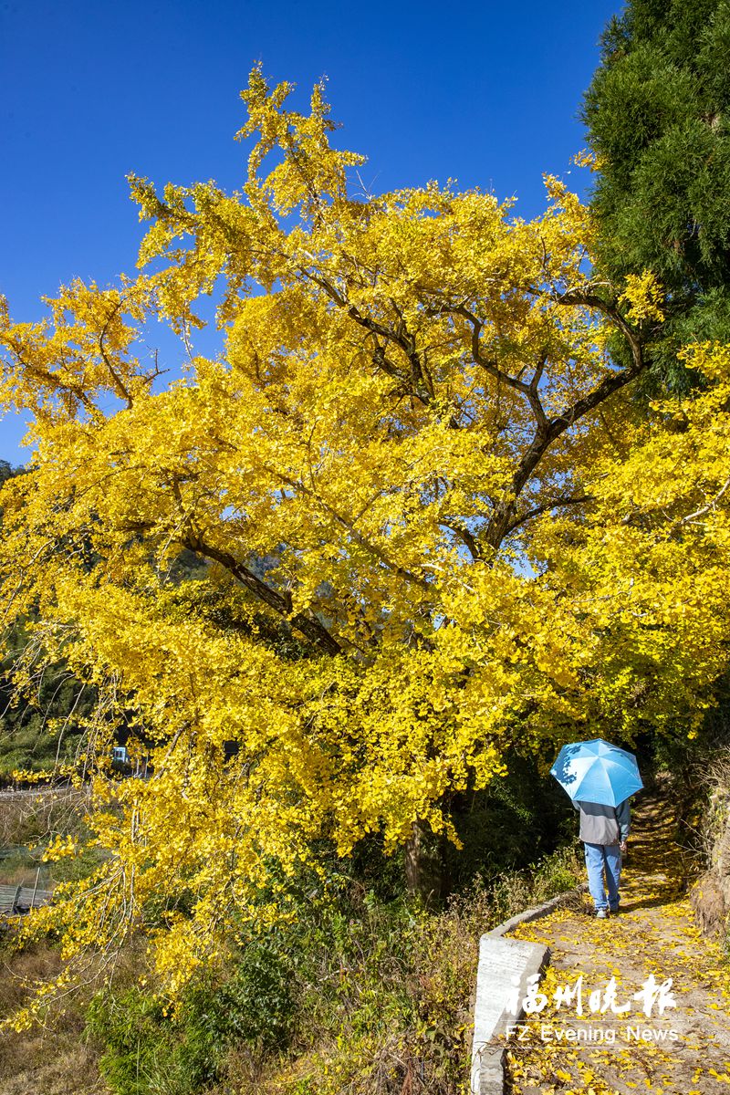 水杉银杏枫树林 染得福州冬山醉(图6)