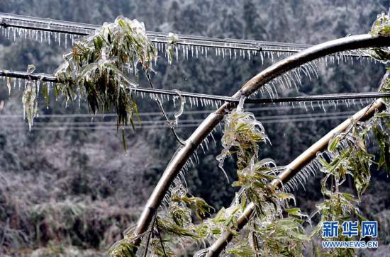 农业农村部启动农业低温雨雪冰冻灾害Ⅳ级应急响应(图1)