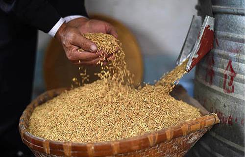 黑龙江省重大科技成果转化项目实现稻米留胚率达95%