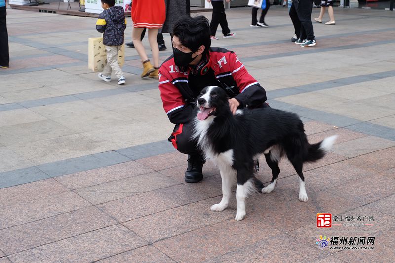 福州养狗新规明起正式施行(图1)