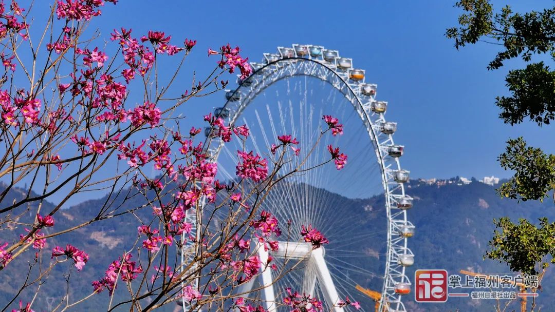 福州冬天惊鸿一瞥！很多人不知道她的名字(图6)