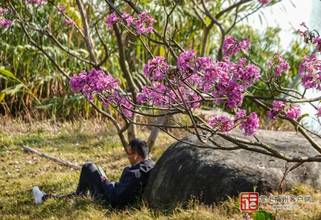 福州冬天惊鸿一瞥！很多人不知道她的名字(图7)