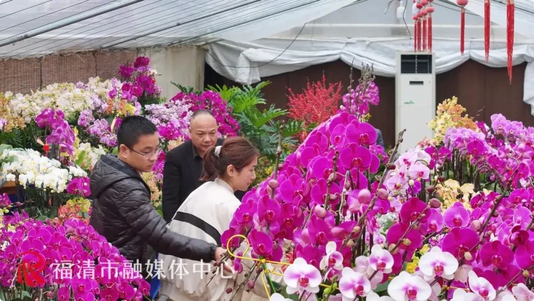 央视多个频道聚焦福清“顶流”小花！很多人都爱买(图3)