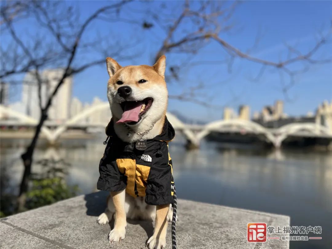 事关养犬！福州发布通知！细则来了！