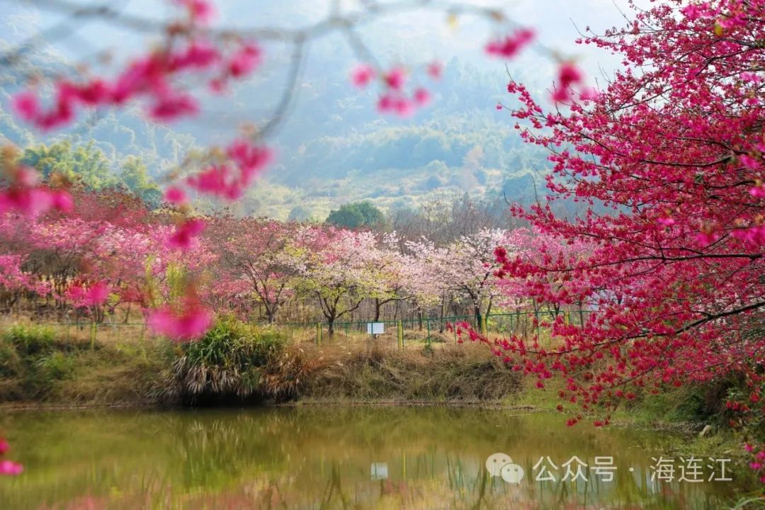 提前上线！福州林阳寺颜值巅峰！(图14)