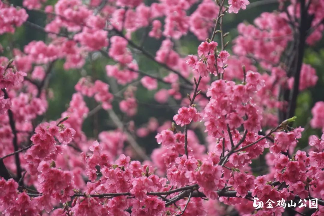 好！美！啊！快来金鸡山公园，有惊喜！(图11)