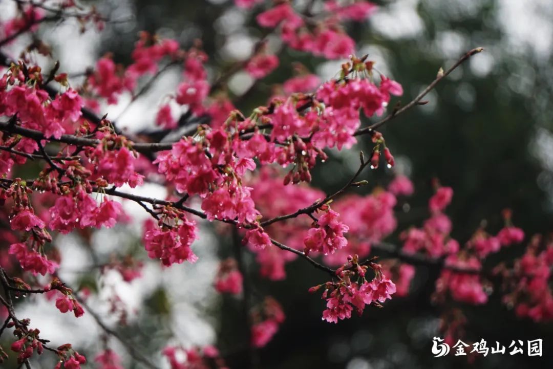 好！美！啊！快来金鸡山公园，有惊喜！(图8)