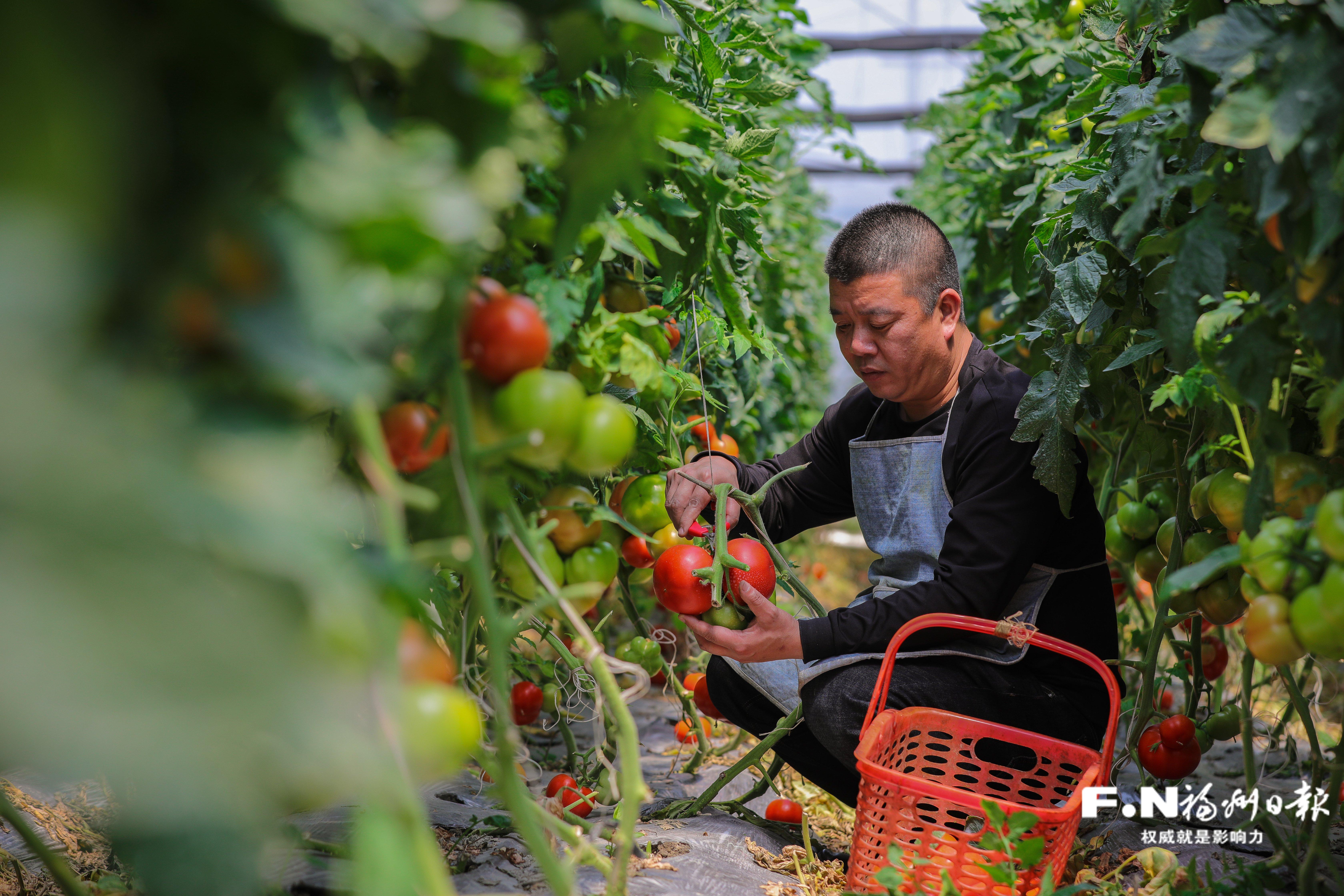 福州深入践行大食物观推动农业综合生产能力稳步提高(图1)