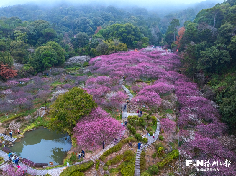 2024福州鼓山梅花文化节启幕