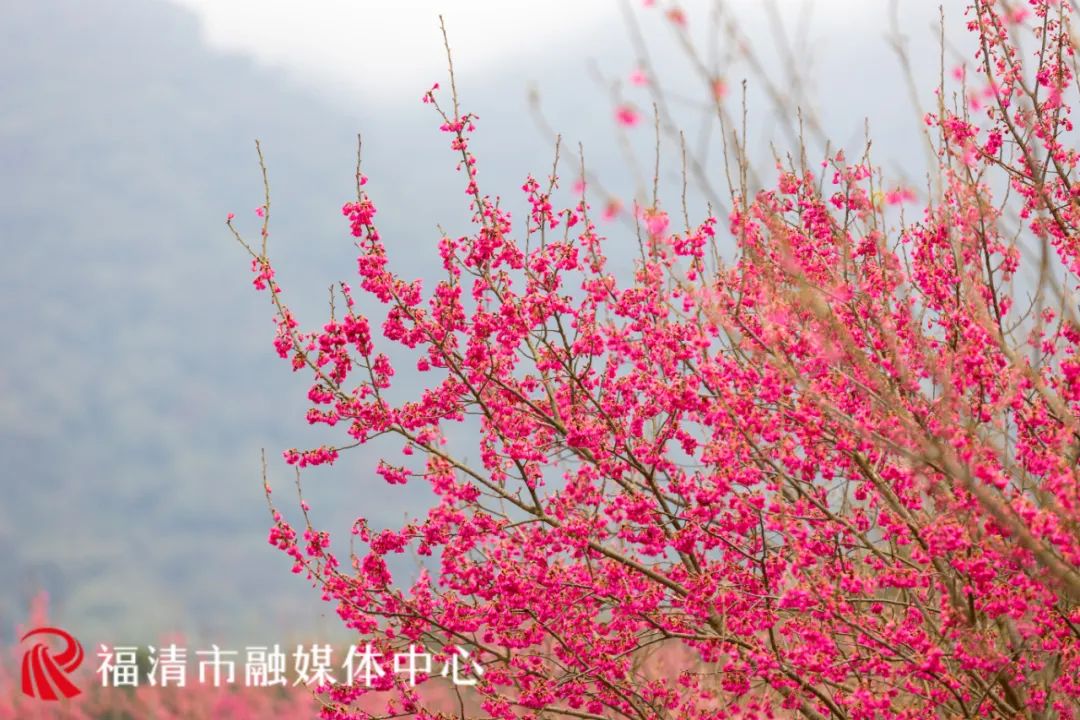 “花”点时间，一起“村”游赏花去(图1)