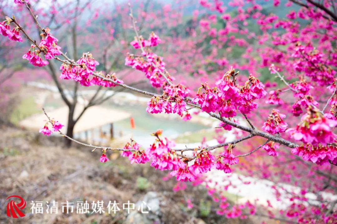 “花”点时间，一起“村”游赏花去(图3)