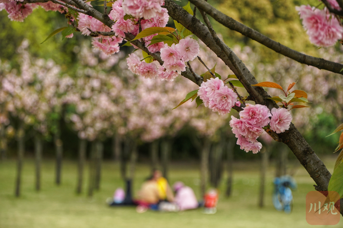 同程发布《2024踏青季旅游出行趋势报告》3月赏花游热度同比上涨3倍(图2)