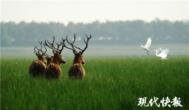 “海鹿联姻”圆满成功巴彦淖尔市首次引进世界珍稀动物